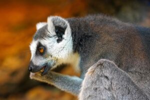 よく噛むことで消化を改善する方法とは？