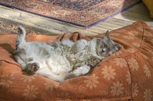 便秘解消のツボを押すとどのような効果が期待できるの？