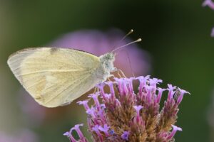腸内フローラサプリの効果は本当に期待できるのか？