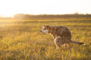 排便のツボを刺激する方法は？