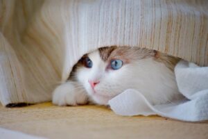 うつと腸内環境の関係について知っておくべきことは？