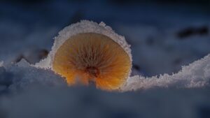 ビフィズス菌サプリでおすすめの製品はどれですか？
