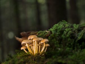 酪酸菌サプリのおすすめ商品はどれ？