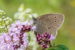 ニキビを改善するための腸内環境を整える方法は？
