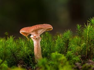 善玉菌を増やすためにおすすめの食べ物は？