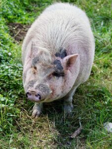 ぽっこりお腹を解消するための腸活食事見直しのポイントは？