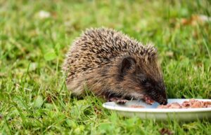 寝る前の食事が腸活に与える影響はある？
