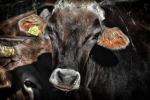 腸活に効果的な食事は？口コミを徹底解説！